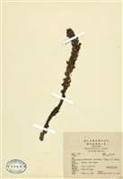 藏品(丁座草)的圖片